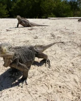 Katya Clover - 17-0018