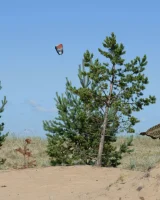 Showy Beauty - 30-039